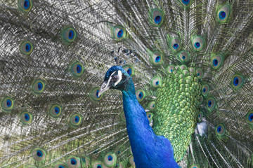 Obraz premium Peacock