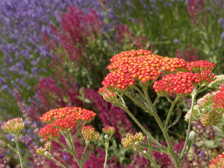 Garden detail - red, orange, and purple flowers