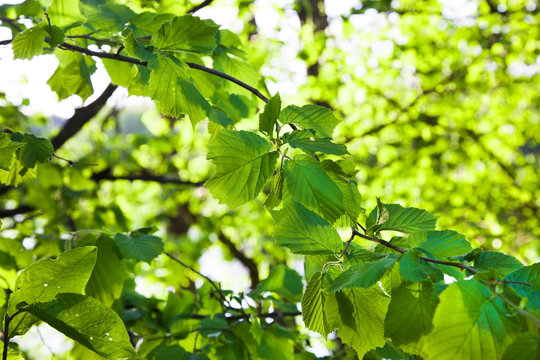 Green leaves of a hazel grove in the daytime