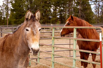 Mule & Horse
