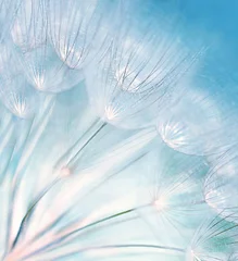 Light filtering roller blinds Dandelions and water Abstract dandelion flower background