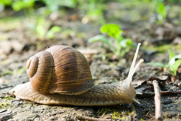 snail