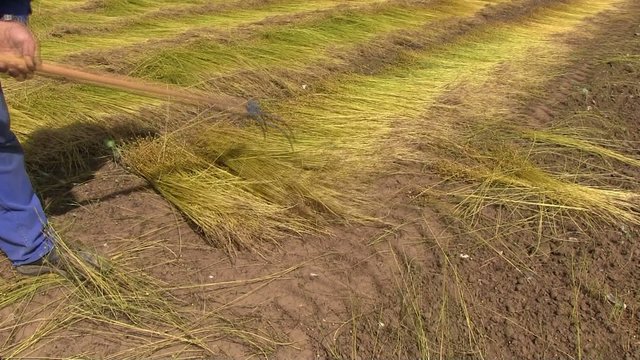ouvrier agricole qui  s&egrave;che le lin