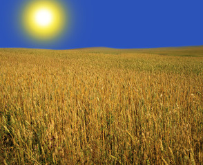 Naklejka premium Field of wheat