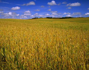 Fototapeta premium Field of wheat