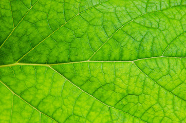 Naklejka na ściany i meble Zielony liść wzorca roślin.