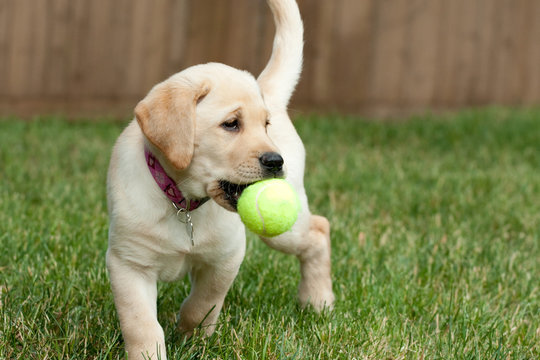 Yellow Lab Puppy Playing With A Tennis Ball