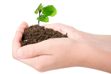 Young plant in hands over white background.