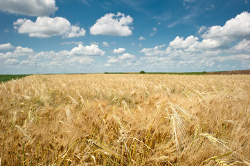 wheat field