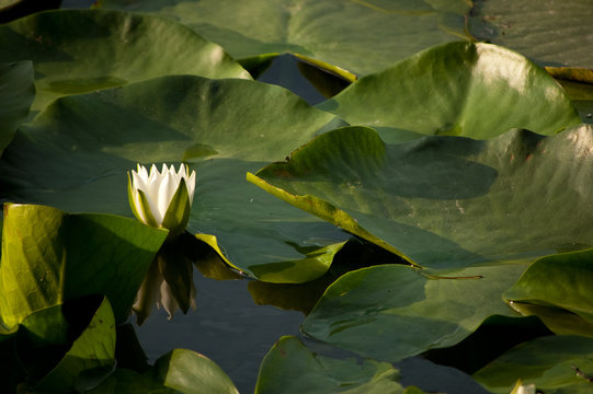 Water lily