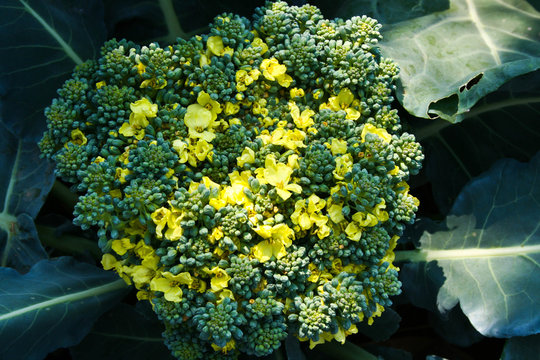 Broccoli ,disambiguation,vegetables, broccolo