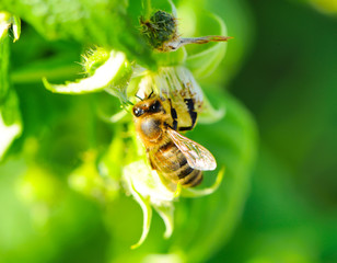 Bee