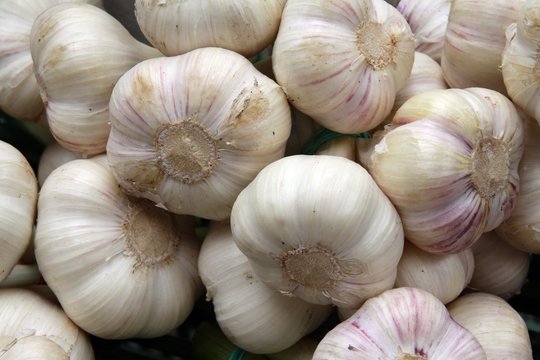 garlic