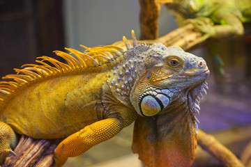 Fototapeta premium Big iguana lizard in terrarium