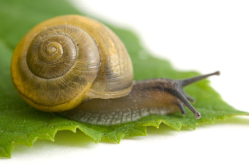 Gartenschnecke auf grünem Blatt