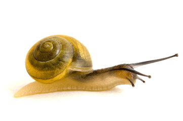 Gartenschnecke