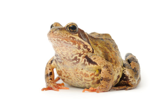 Toad Isolated on White Background