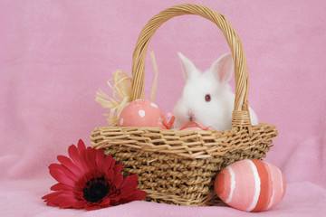 baby bunny in a basket