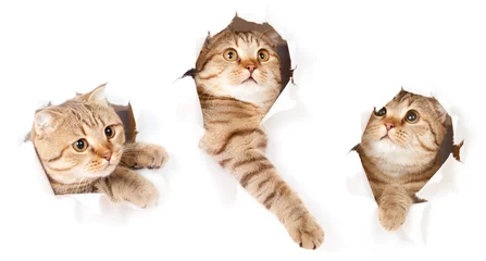 Rolgordijnen Kat set van een kat in papieren kant gescheurd gat geïsoleerd