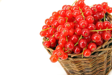 frisch gepflückte Johannisbeeren