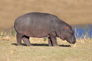 Young hippopotamus