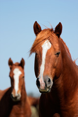 Horse portrait