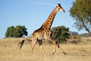 Fotobehang Giraf Rennende giraf