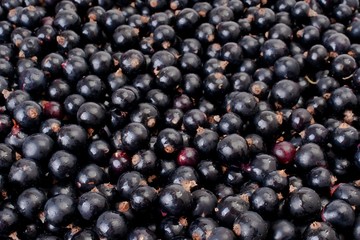 A bunch of black currant berries, focus on the closest