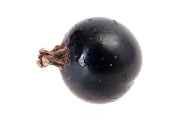 One black currant berry isolated on white