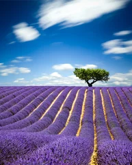 Schilderijen op glas Lavendel Provence Frankrijk / lavendelveld in Provence, Frankrijk © Beboy