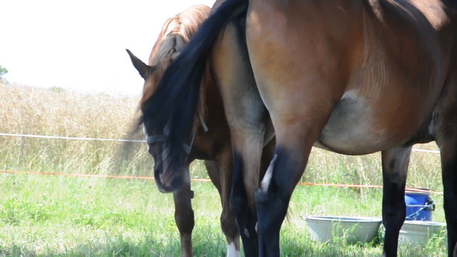 Pferde auf der Weide