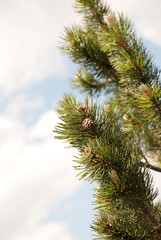 pine branches - rami di pino