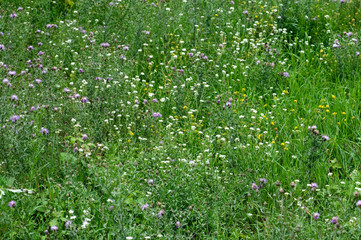 Close-up Image of Spring Meadow with Green Grass and Field Flowe - 33683831