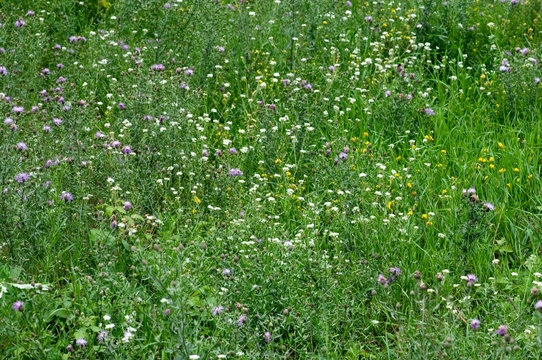 Close-up Image of Spring Meadow with Green Grass and Field Flowe