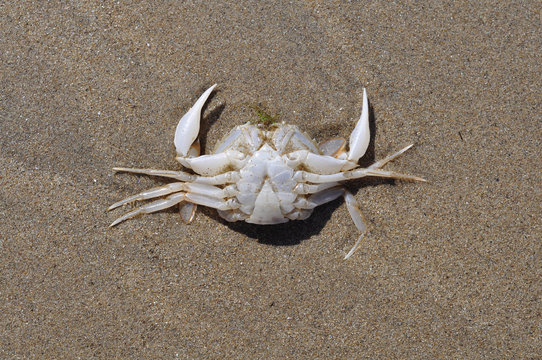 Dead Crab on Beach