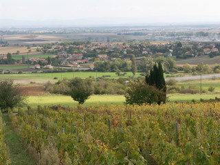 Fototapeta na wymiar vigne en Auvergne