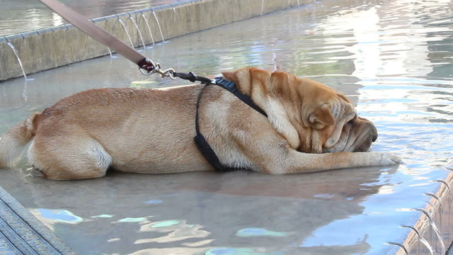 sharpei in fountain