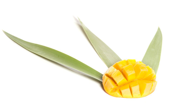 mangue