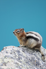 Chipmunk