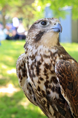 falcon