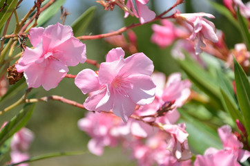Fototapeta na wymiar Fleurs de laurier rose