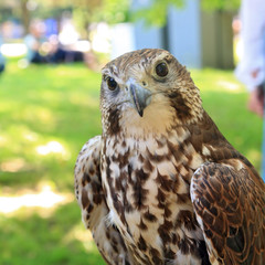 falcon