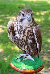falcon