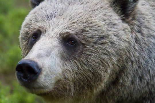 Portrait of a Female Brown Bear (Ursus arctos)
