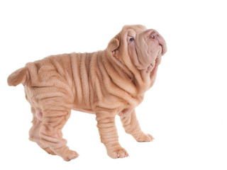 Playful sharpei puppy looking up