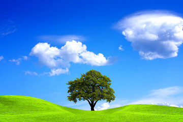 Fototapeta na wymiar Oak tree and blue sky