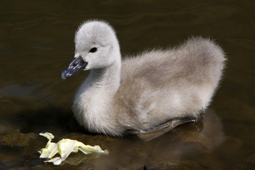 Höckerschwan-Küken