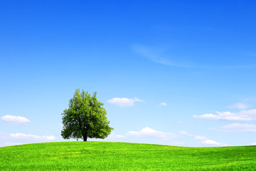 Fototapeta na wymiar Green tree, summer landscape