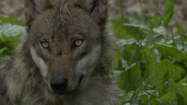 wolf