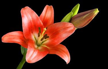 Blooming red lily